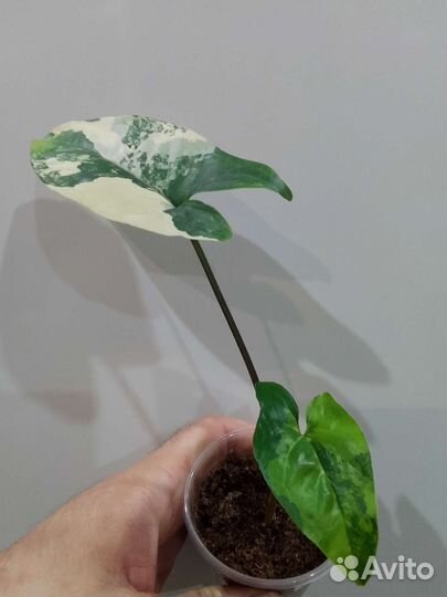 Сциндапсус Жаде Сатин,Филодендрон Whipple Way