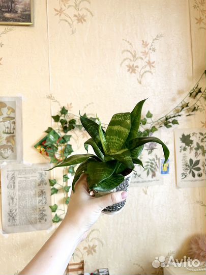 Сансеверия Ханни Грин