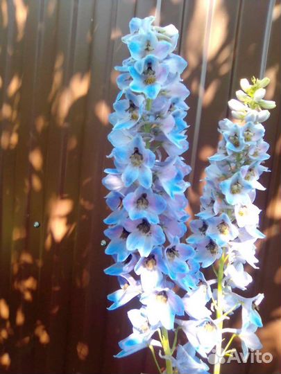 Многолетники(деленки)