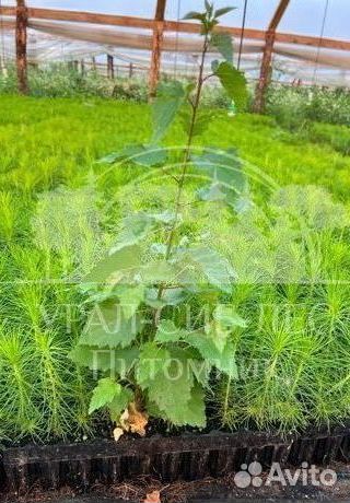 Голубая ель с зкс сеянцы