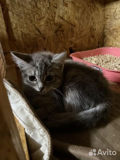 Котенок Кисо