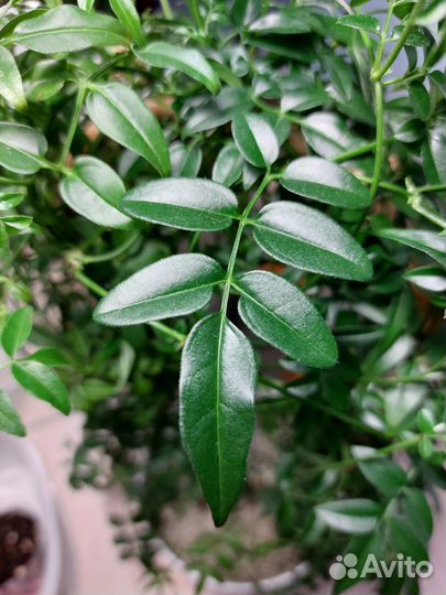 Жасмин комнатный многоцветковый черенок