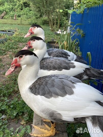Мускусные утки плечистый окрас (немцы тяж линии )