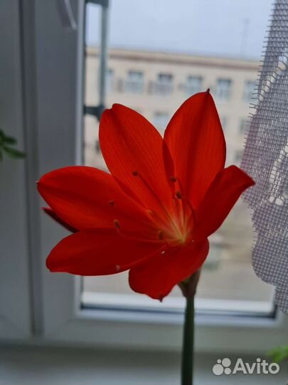 Лилии комнатные луковицы