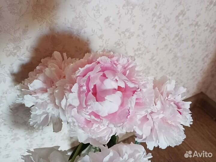 Пионы саженцы