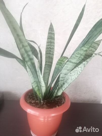 Сансевиерия