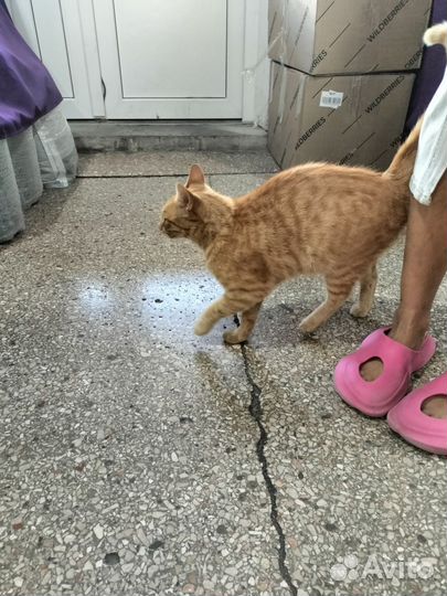 Рыжий кот