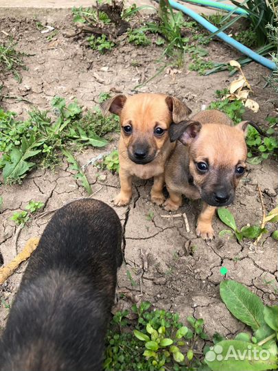 Маленькая собака чихуахуа мини