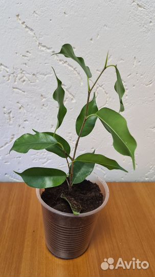 Фикус бенджамина (саженцы)