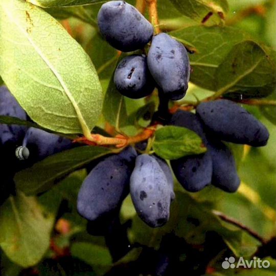 Саженцы жимолости Ленита