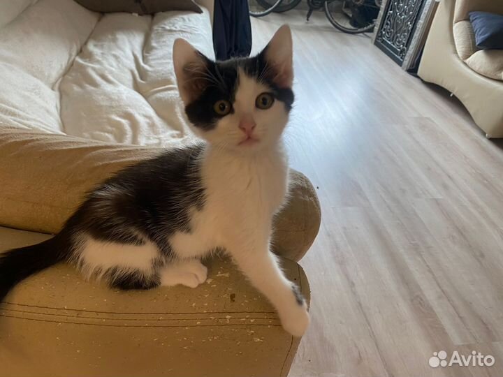 Кошка в дар