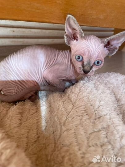 Канадский сфинкс