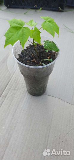 Клен остролистный, дуб