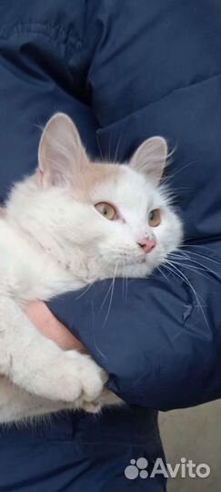 Котик в добрые руки