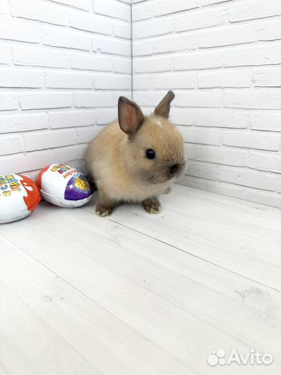 Мини карликовый кролик