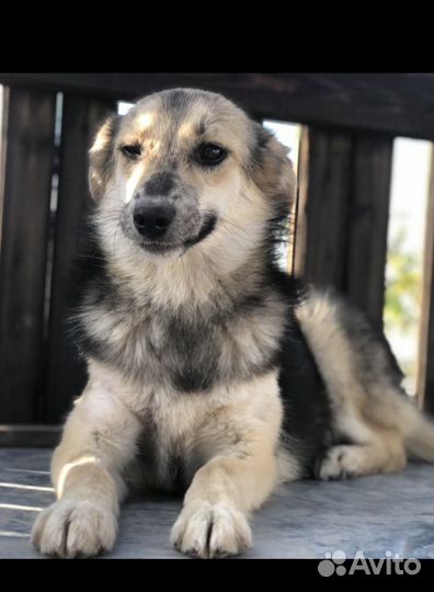 Собачка из приюта