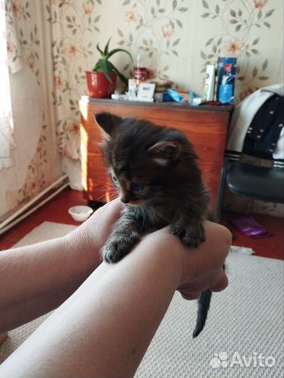 Котята (комочки счастья)