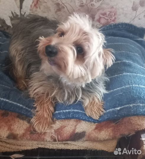 Йоркширский терьер