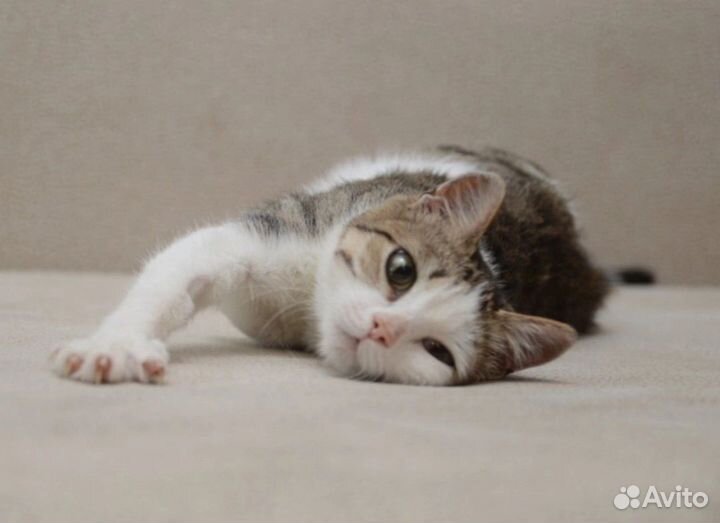 Кошка в добрые руки