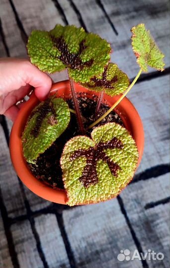 Комнатные цветы