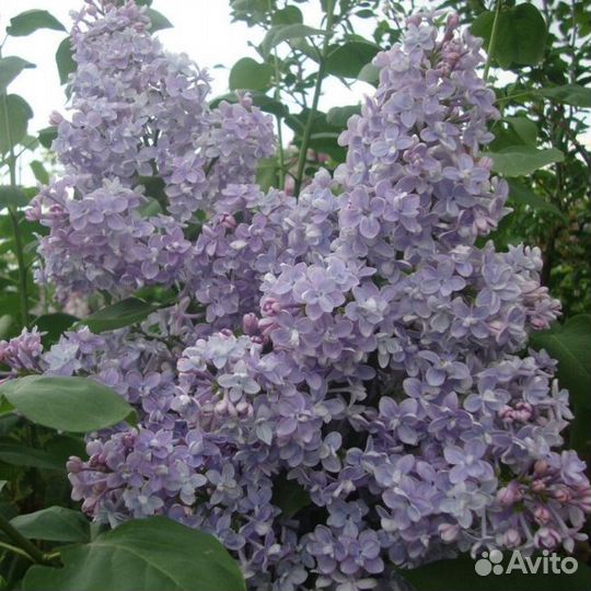 Сирень обыкновенная Президент Греви (1 саженец)