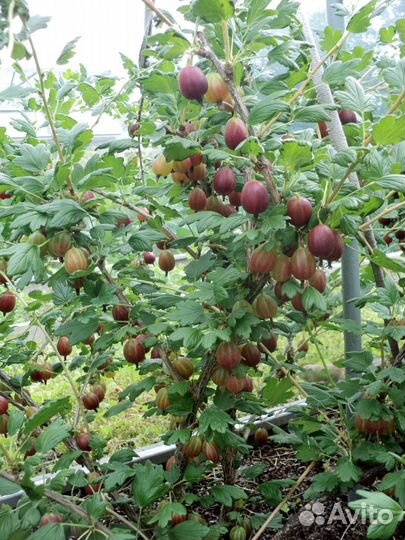 Крыжовник сорт Северный капитан - саженцы