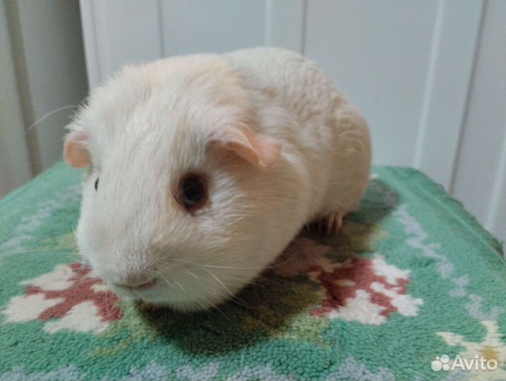Породистая морская свинка