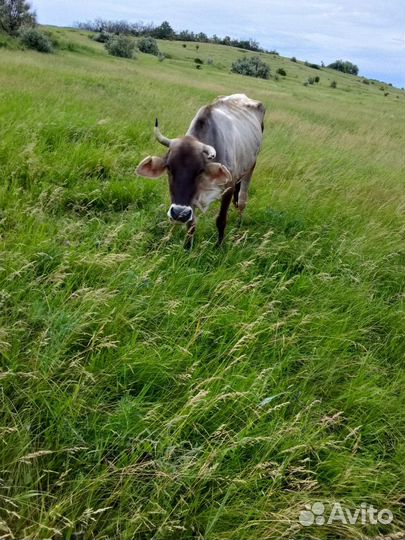 Курдючные бараны и овцы,Бараны и овцы