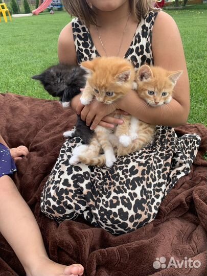 Котята в добрые руки