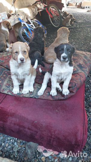 Щенки алабая чистокровные