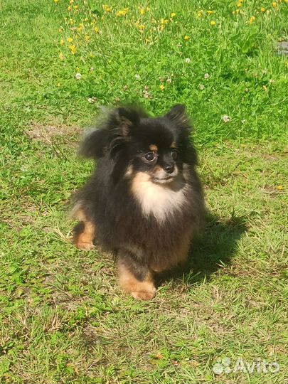 Шпиц девочка 3года