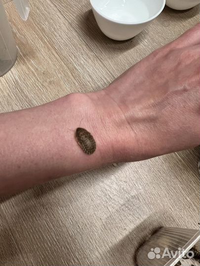 Блаптика дубия, аргентинский таракан