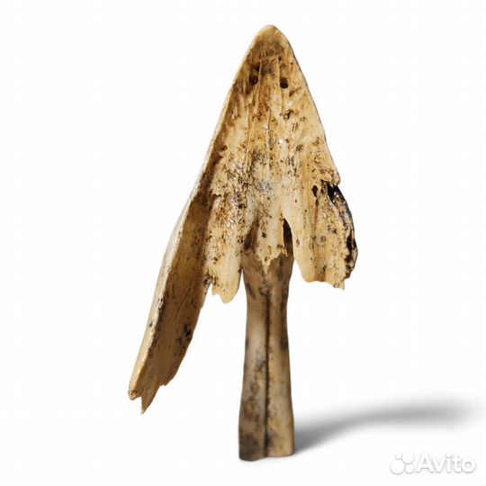 Клюв плейстоценового глухаря, окаменелость