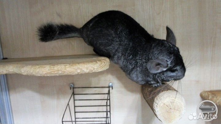 Шиншилла ангора, девочка, 5 месяцев