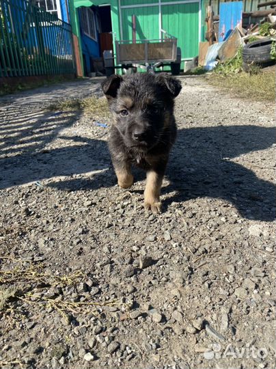 Щенки помесь немецкой овчарки