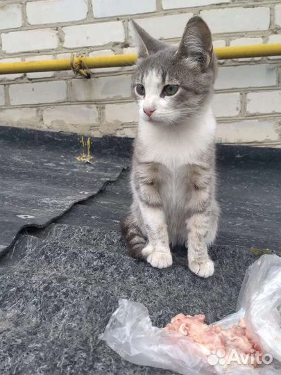 Кошка в дар бесплатно