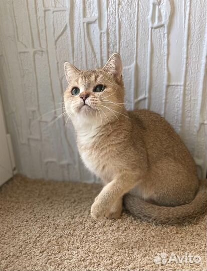 Котик в добрые руки