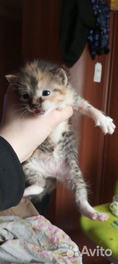 Котятки ищут дом