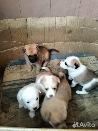 Щенки