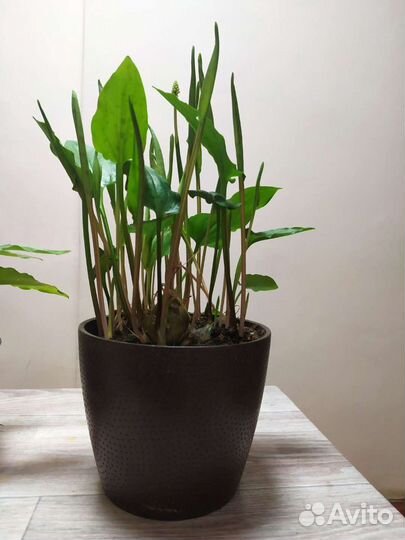 Цветы комнатные, много луковичек