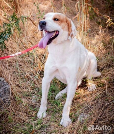 Собака в добрые руки