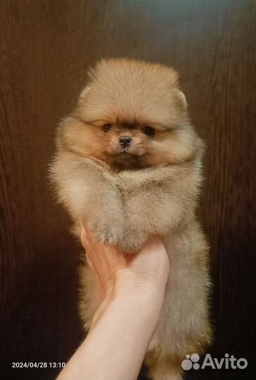 Щенки шпица мини