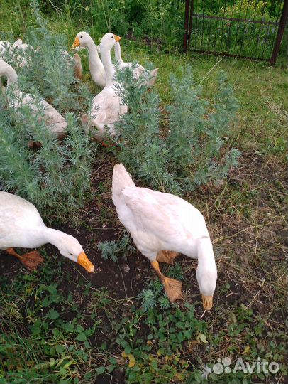 Гуси белые