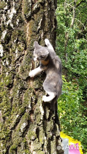 Маленькие дымчатые кошечки 2 месяца
