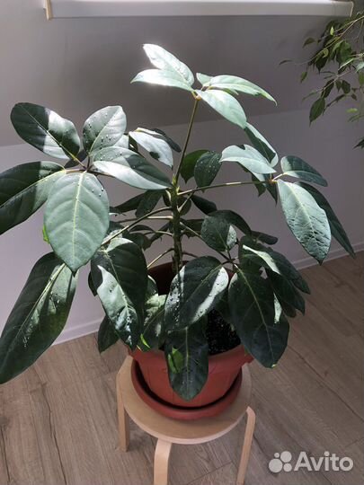 Шефлера, сансевиерия, монстера манки