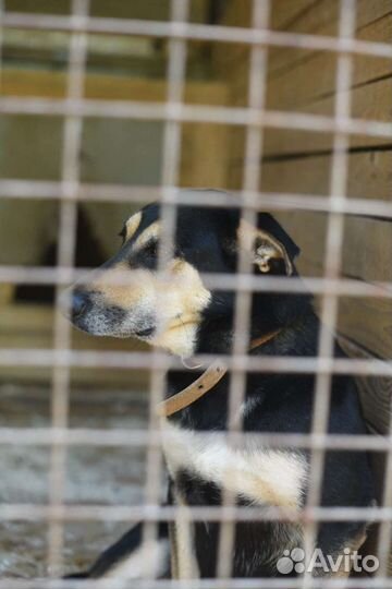 Молодая собака Мэй с бездонной тоской в глазах