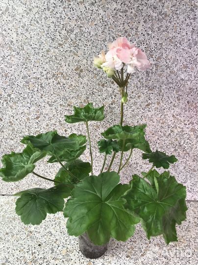 Пеларгонии коллекционные сорта