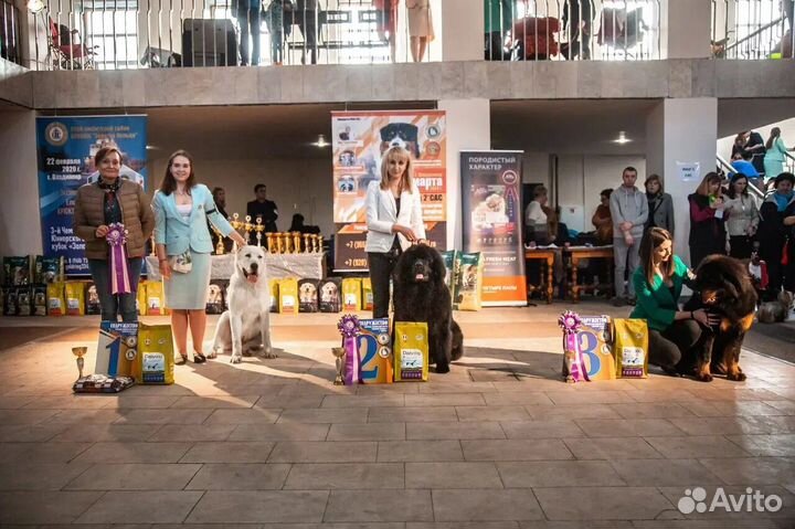 Услуги Хендлера