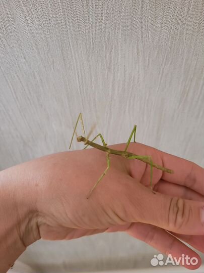 Палочник аннамский