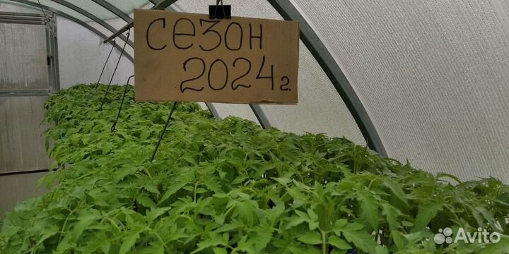 Томаты.Рассада (помидоры, перец, баклажаны)